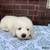 Great Pyrenees dogs Great Pyrenees 2 - Ad 1