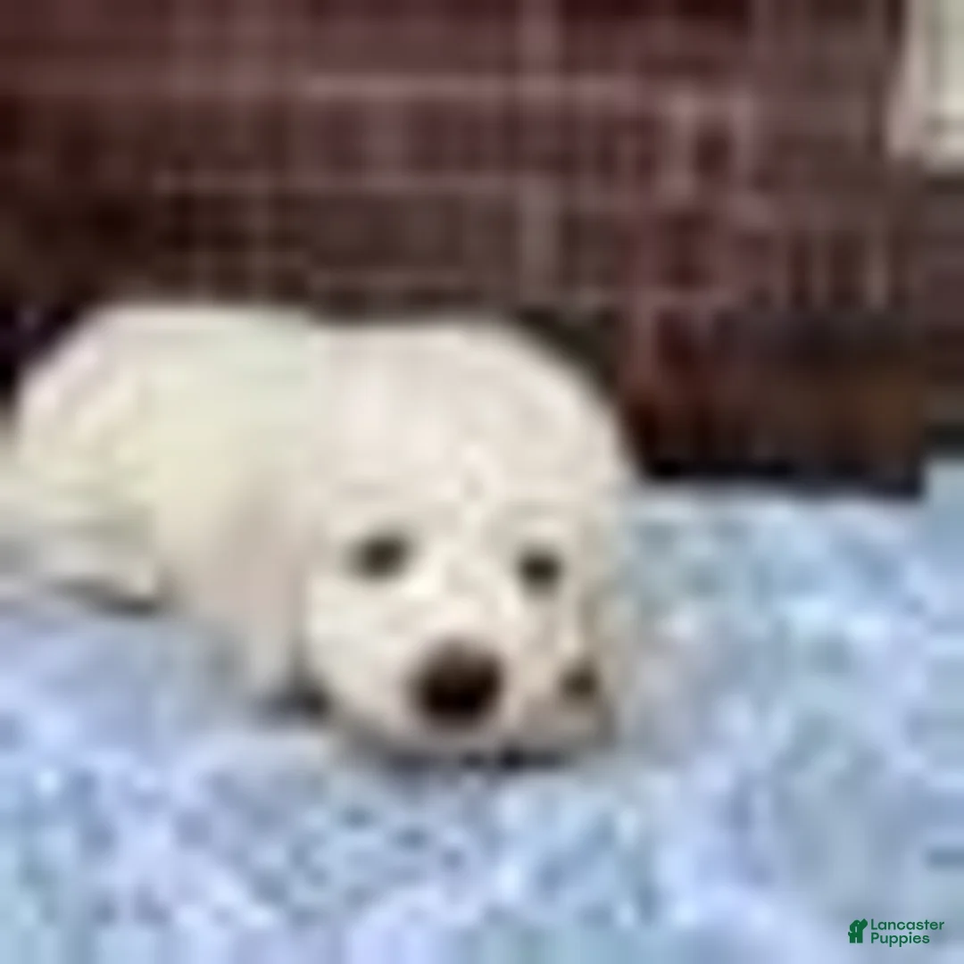 Great Pyrenees dogs for sale: Great Pyrenees 2 - Ad 1