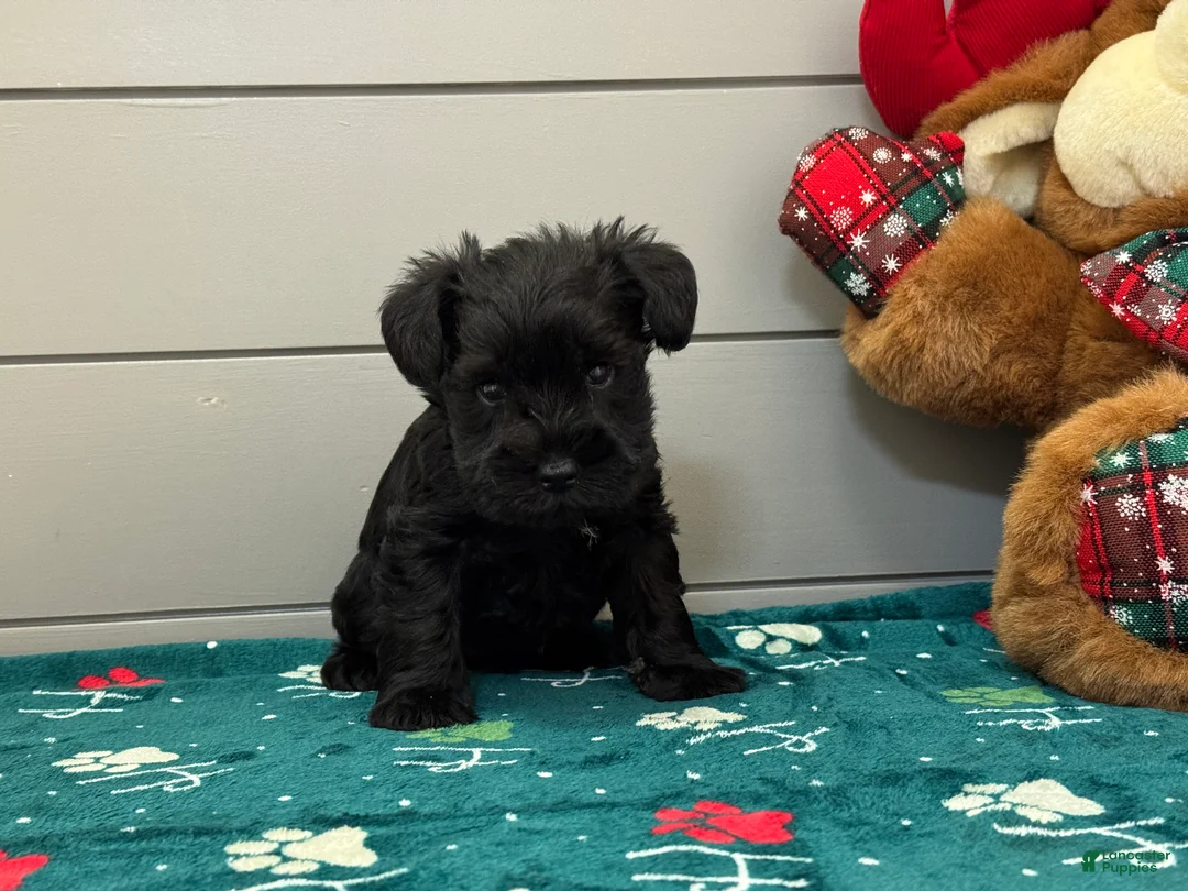 Miniature Schnauzer dogs for sale: Sadie Male 1 - Ad 2