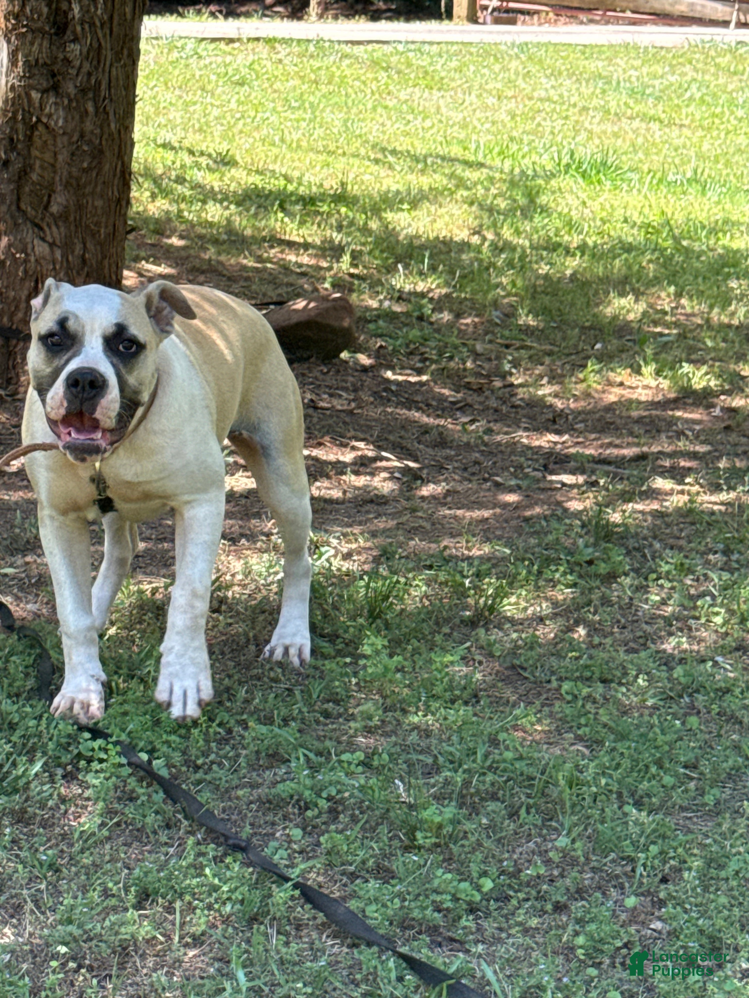 American Bulldog dogs Penny - Ad 1