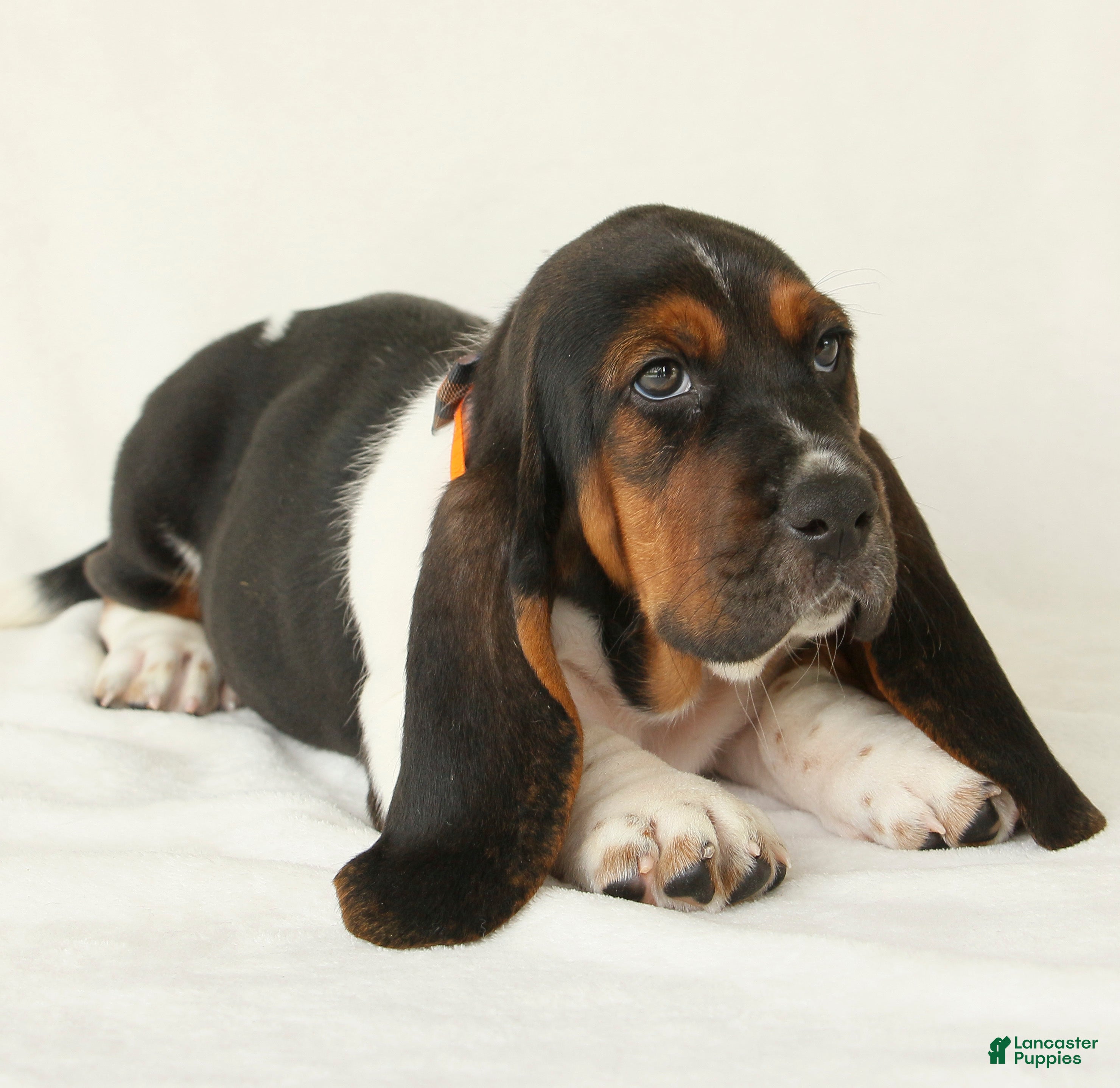 Basset Hound dogs Arrow - Ad 2