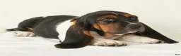 Basset Hound dogs for sale: Arrow - Ad 2