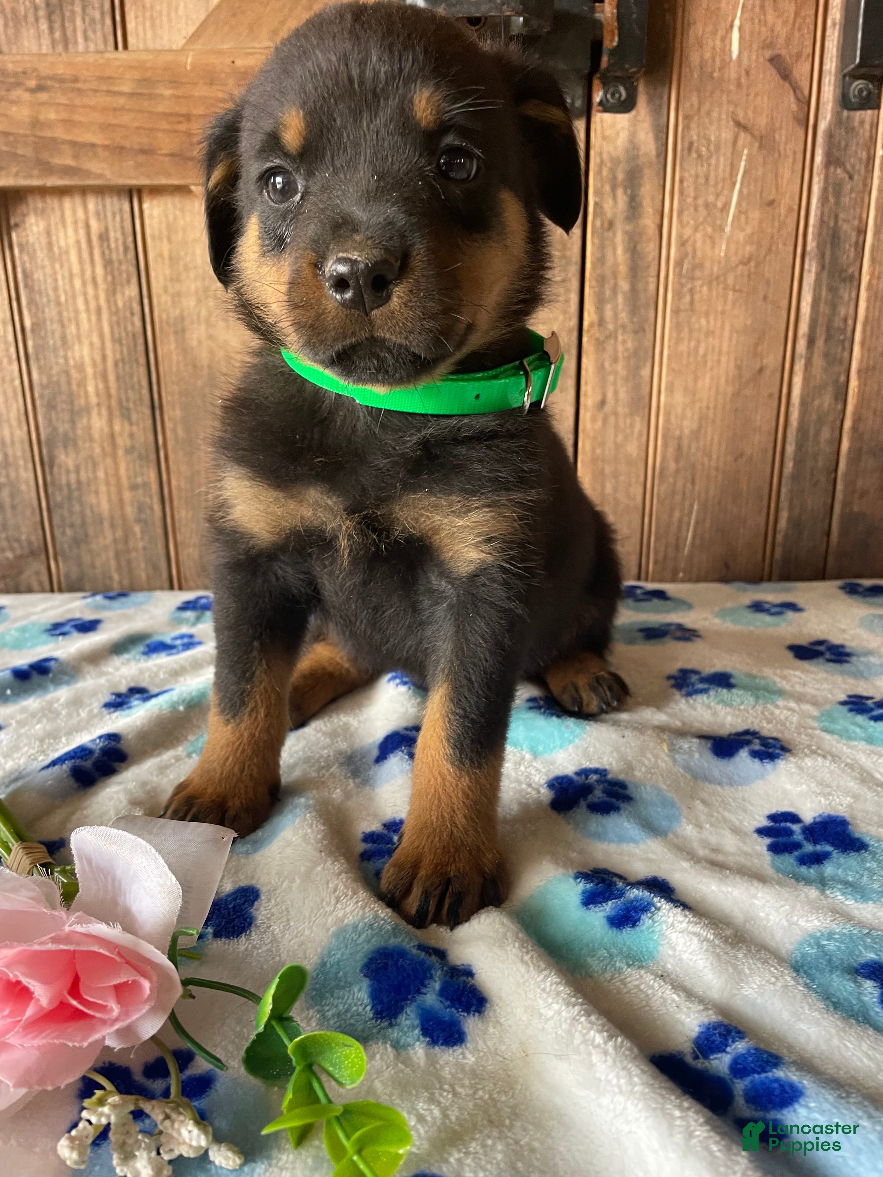 Rottweiler dogs Hunter - Ad 41