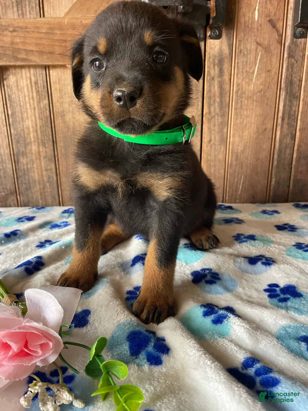 Rottweiler dogs for sale: Hunter - Ad 1