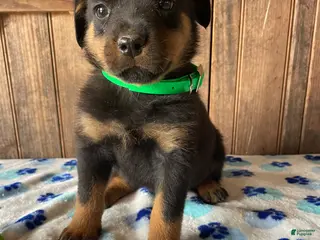 Rottweiler dogs Hunter - Ad 41