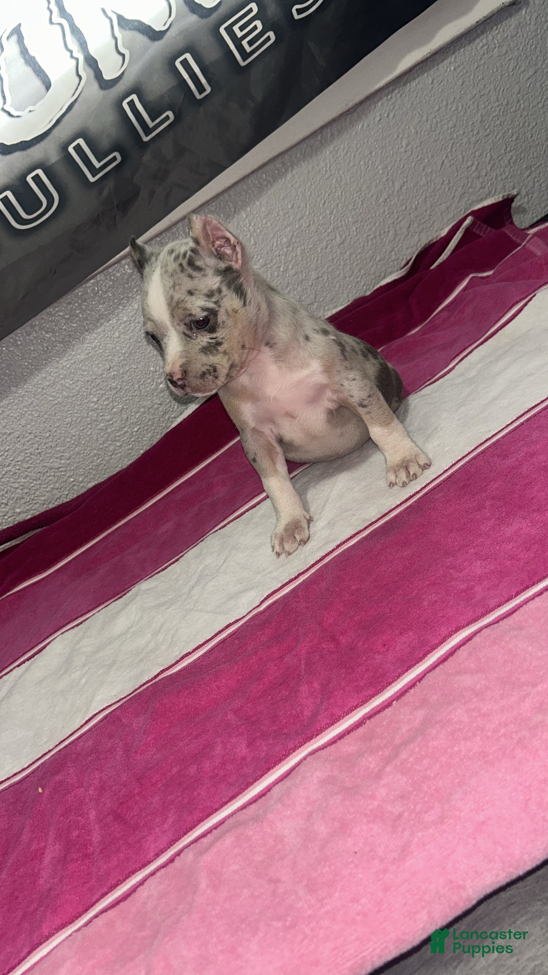 American Bully dogs for sale: American Bully Puppy  - Ad 2