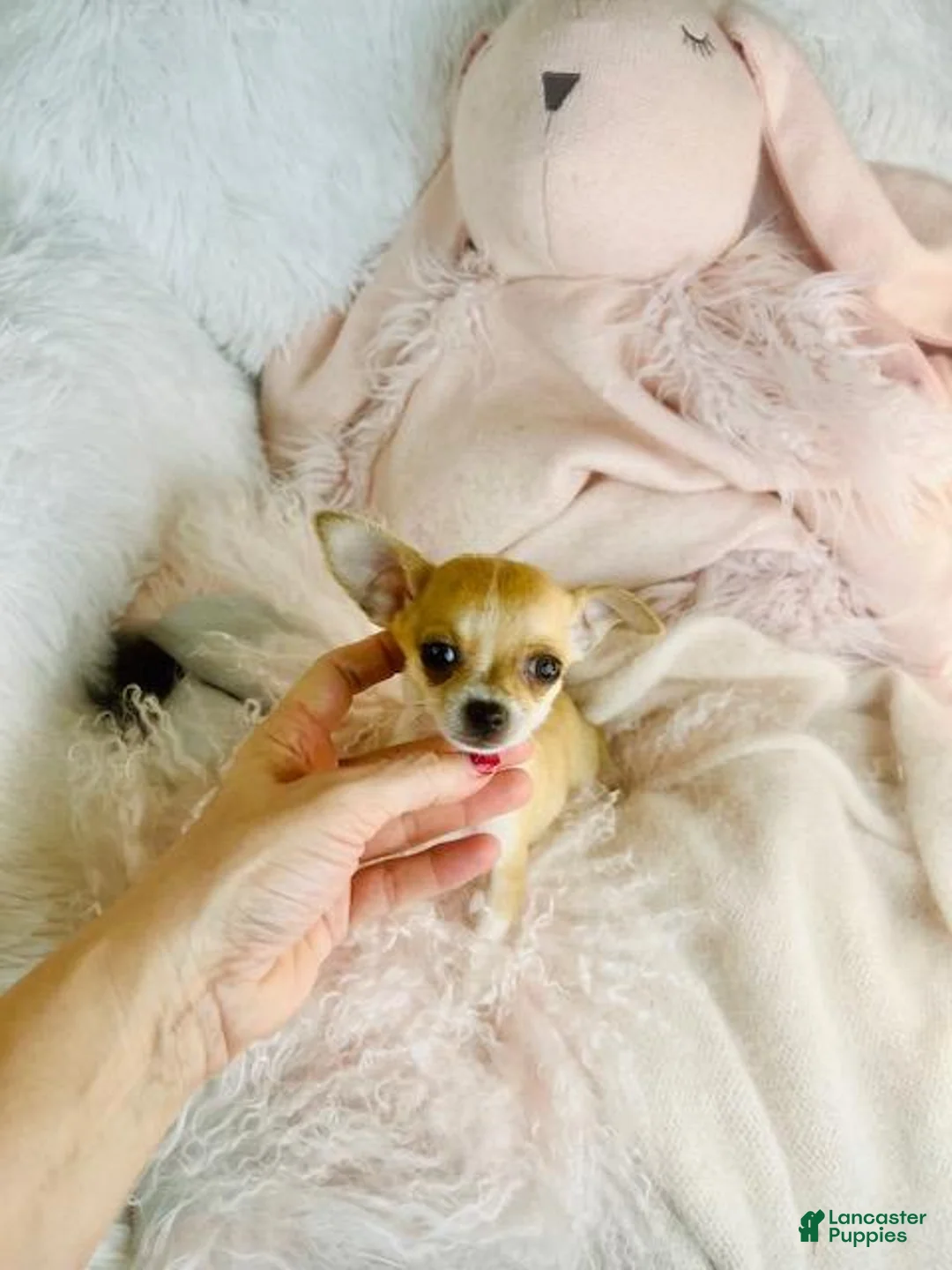 Chihuahua dogs for sale: Chihuahua Puppy 1 - Ad 3