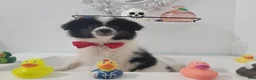 Pomeranian dogs for sale: Oreo - Ad 7