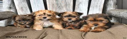 Shorkie dogs for sale: Brooke - Ad 5
