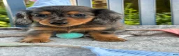Miniature Dachshund dogs for sale: Tilly - Ad 16