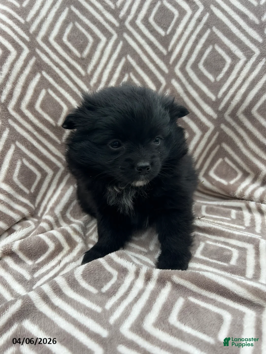 Pomeranian dogs for sale: Charcoal - Ad 1