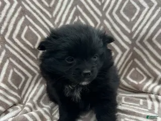 Pomeranian dogs for sale: Charcoal - Ad 2