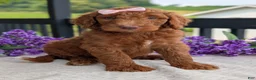 Goldendoodle dogs for sale: Miss Ellie - Ad 17