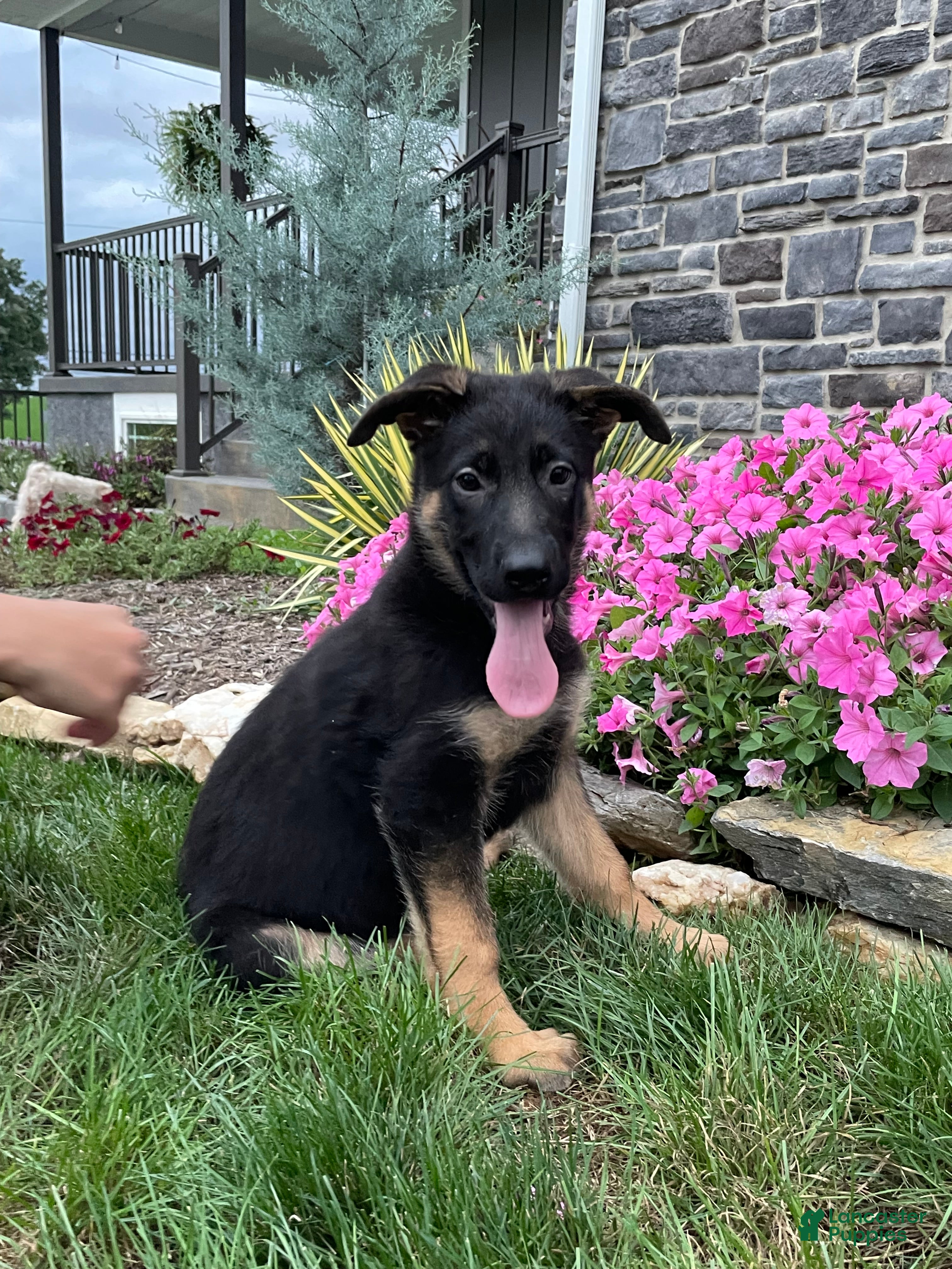 German Shepherd dogs for sale: Kasey - Ad 1
