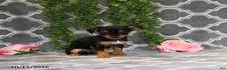 Chorkie dogs for sale: Kendra - Ad 4