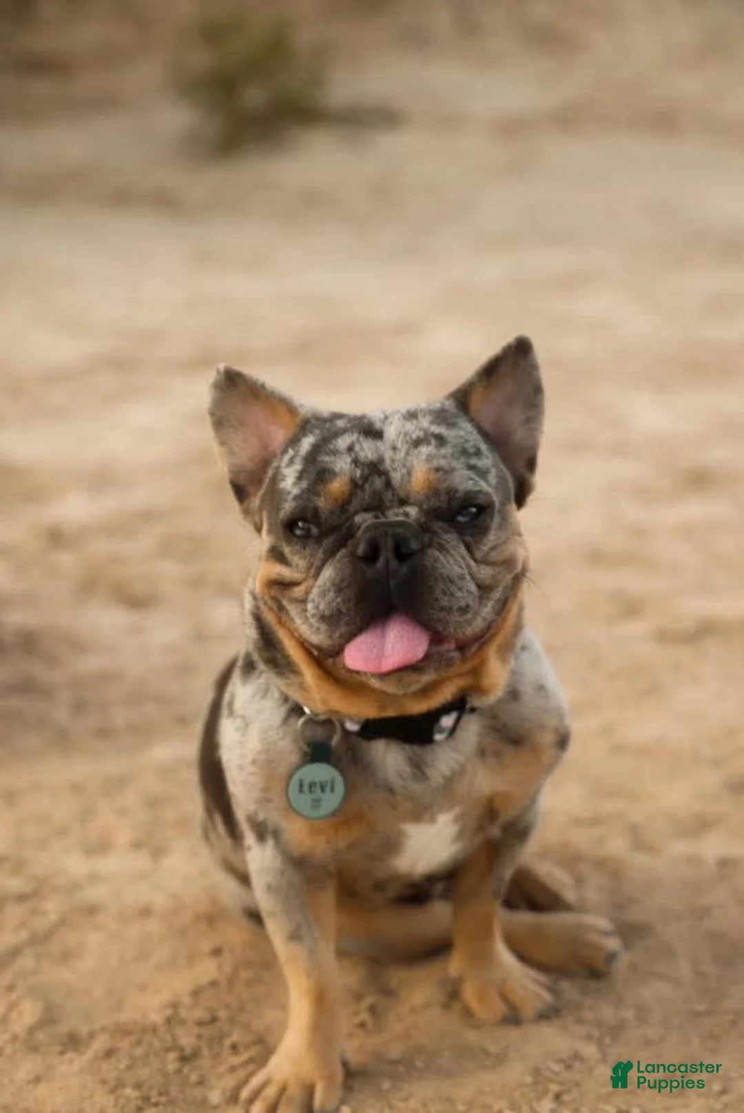 French Bulldog dogs for sale: French Bulldog Puppy 6 - Ad 7