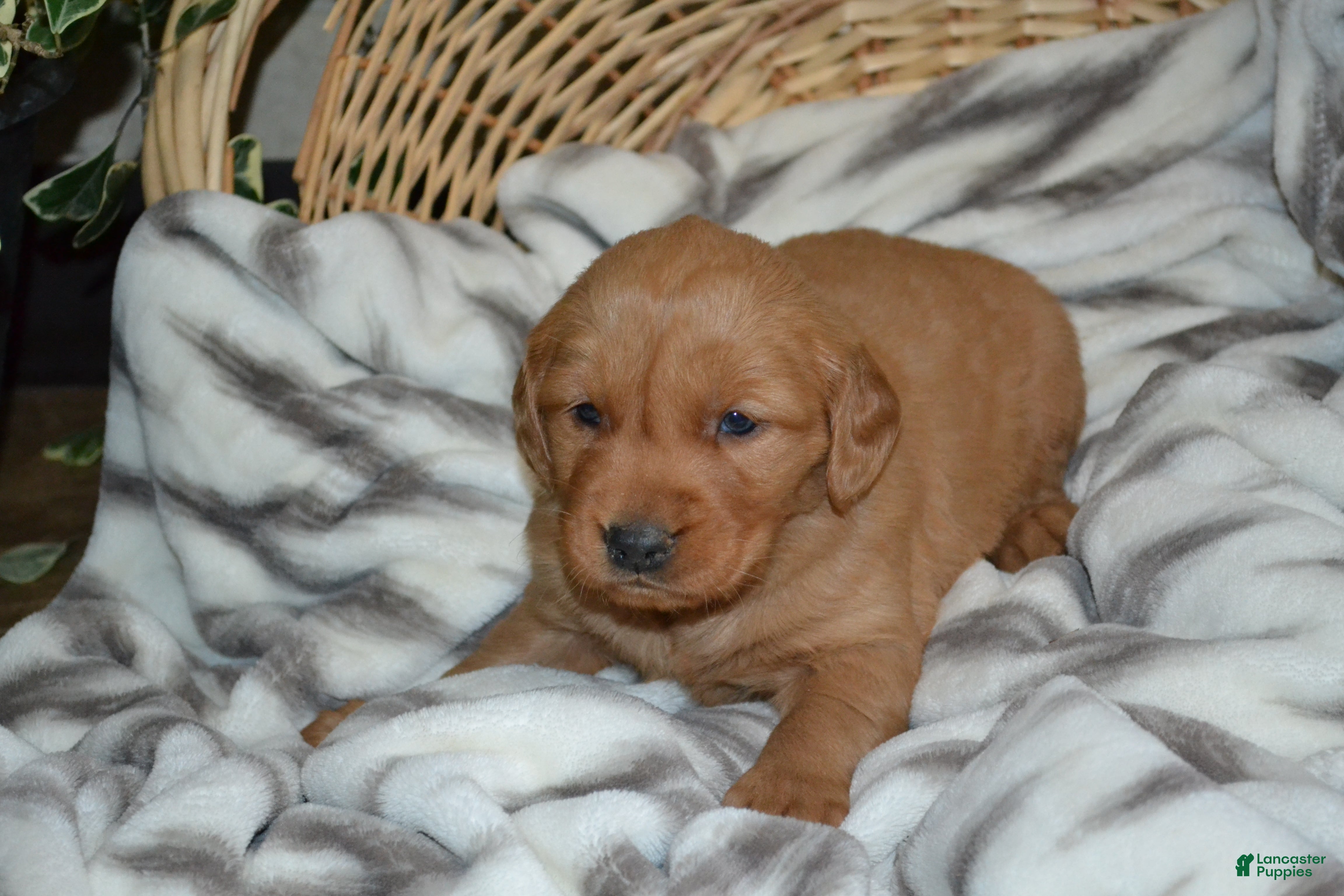 Golden Retriever dogs Silver - Ad 6