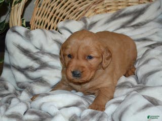 Golden Retriever dogs Silver - Ad 6