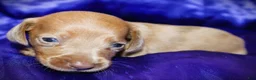 Dachshund dogs for sale: Nausica - Ad 7