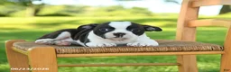 Boston Terrier dogs for sale: Trudy - Ad 4