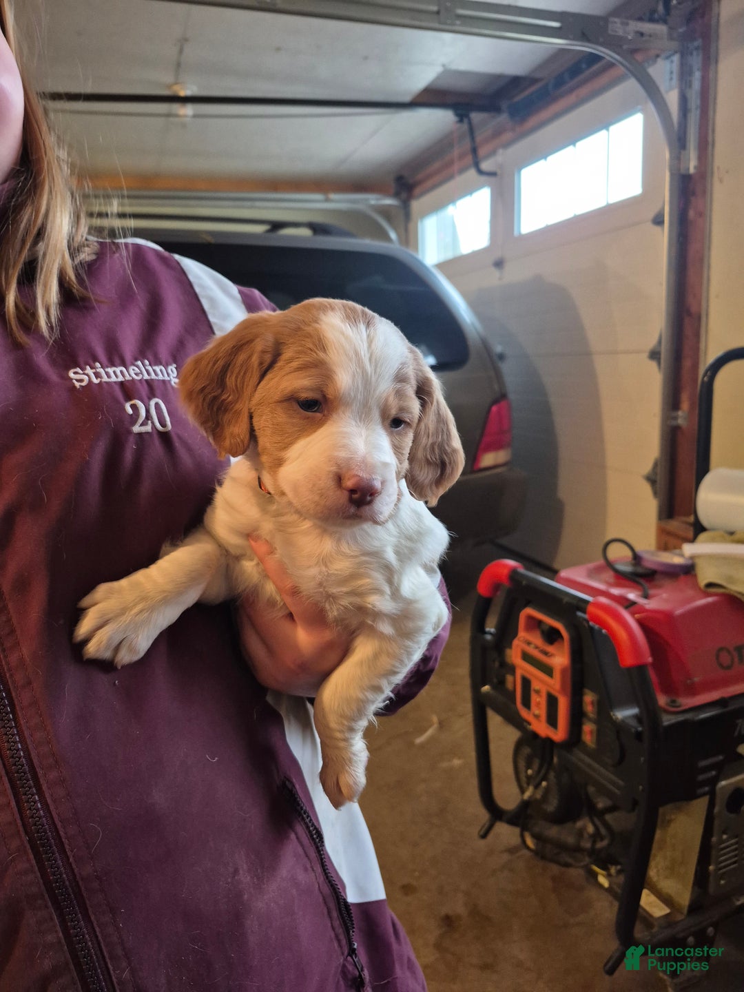 Brittany Spaniel dogs for sale: Donald - Ad 1