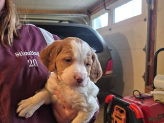 Brittany Spaniel dogs Donald - Ad 1