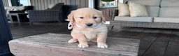 Golden Retriever dogs for sale: AKC Miss Penny - Ad 3