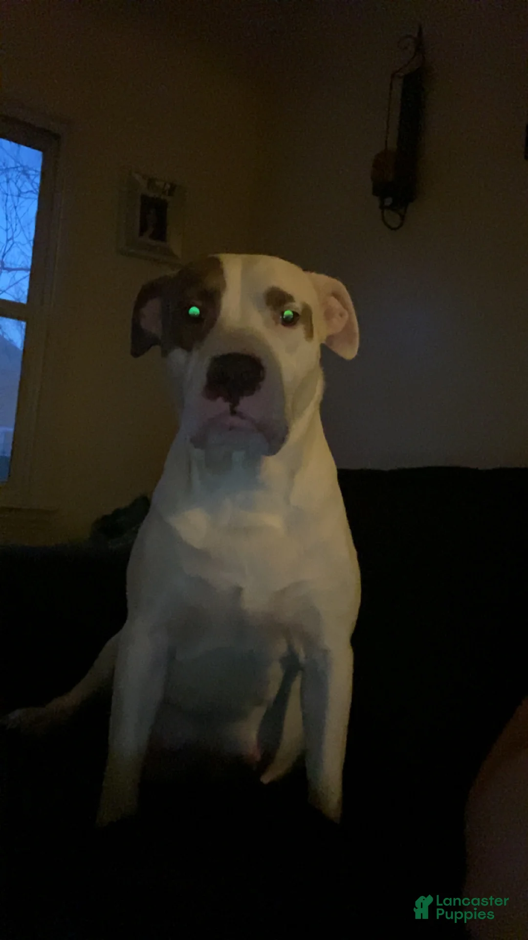 Mixed Breed dogs for sale: Mixed Breed Puppy 9 - Ad 2