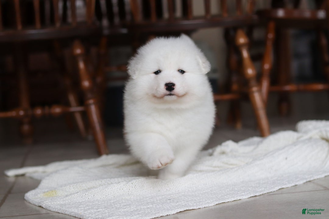 Samoyed dogs for sale: Rocky - Ad 11