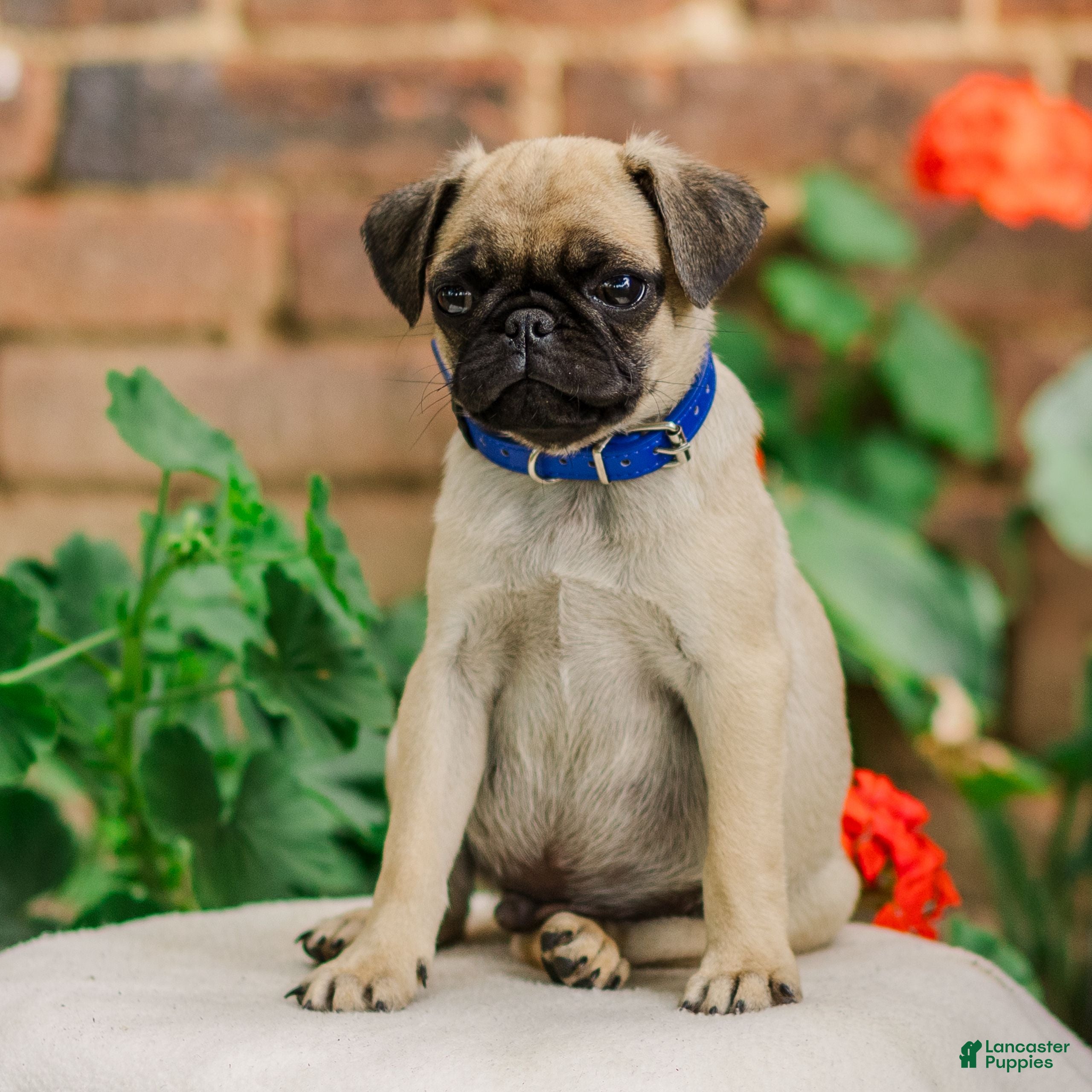 Pug dogs Snoopy  - Ad 1