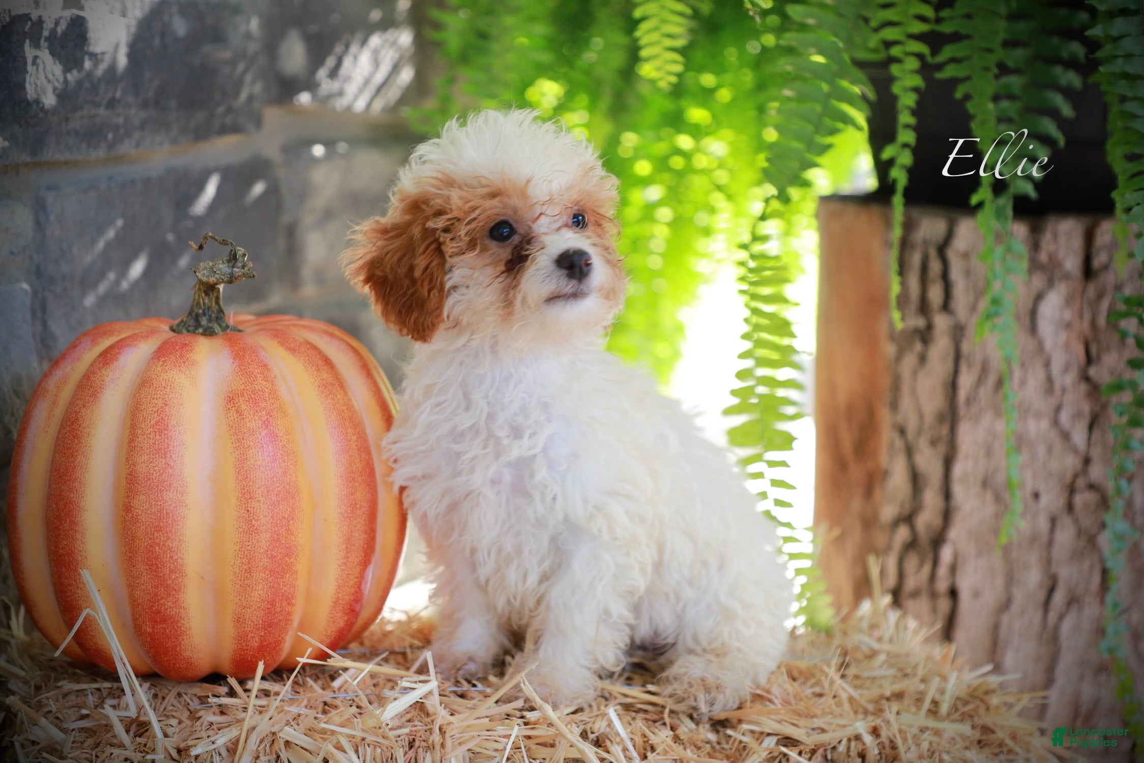 Miniature Poodle dogs Ellie - Ad 1