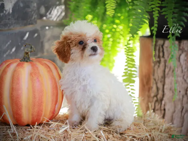 Miniature Poodle dogs for sale: Ellie - Ad 1