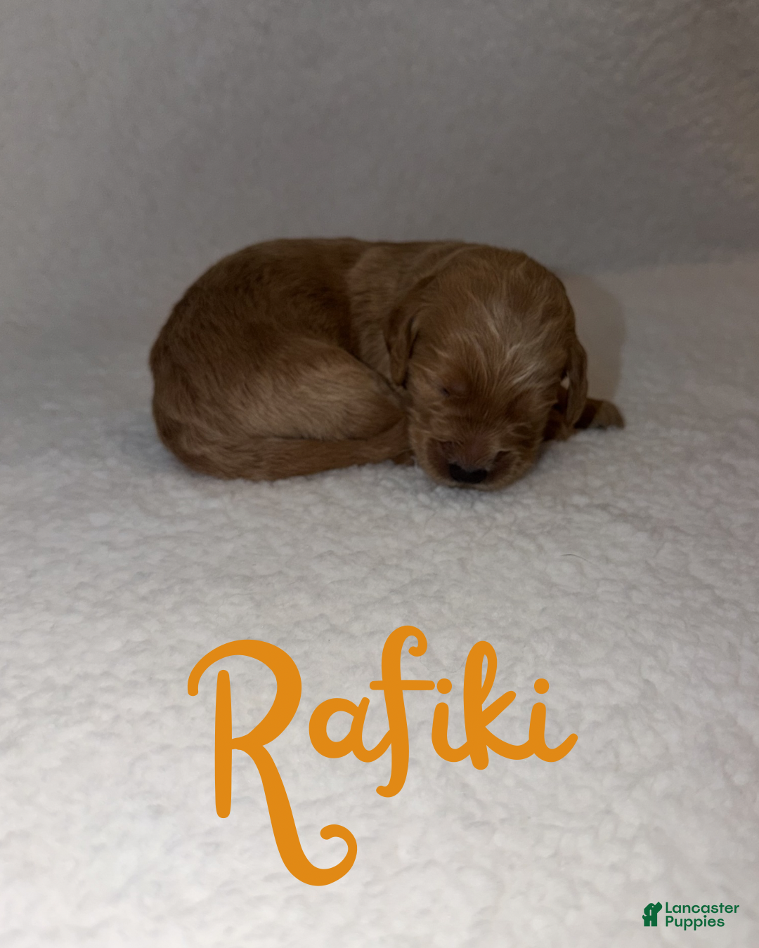 Goldendoodle dogs Rafiki - Ad 4