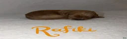 Goldendoodle dogs for sale: Rafiki - Ad 1