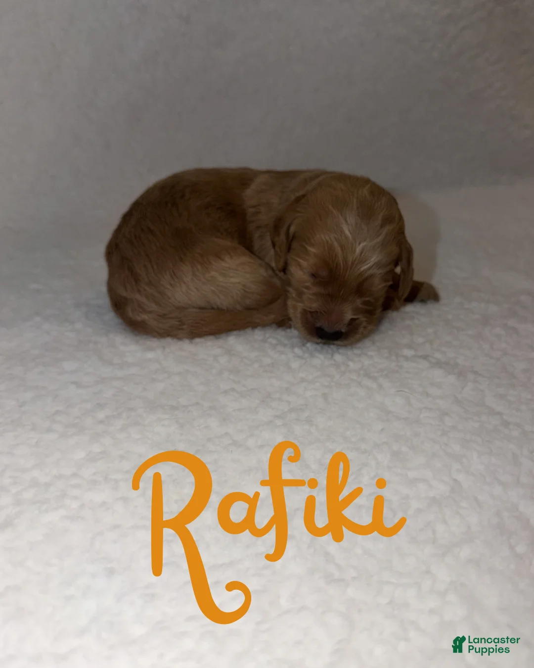 Goldendoodle dogs for sale: Rafiki - Ad 1
