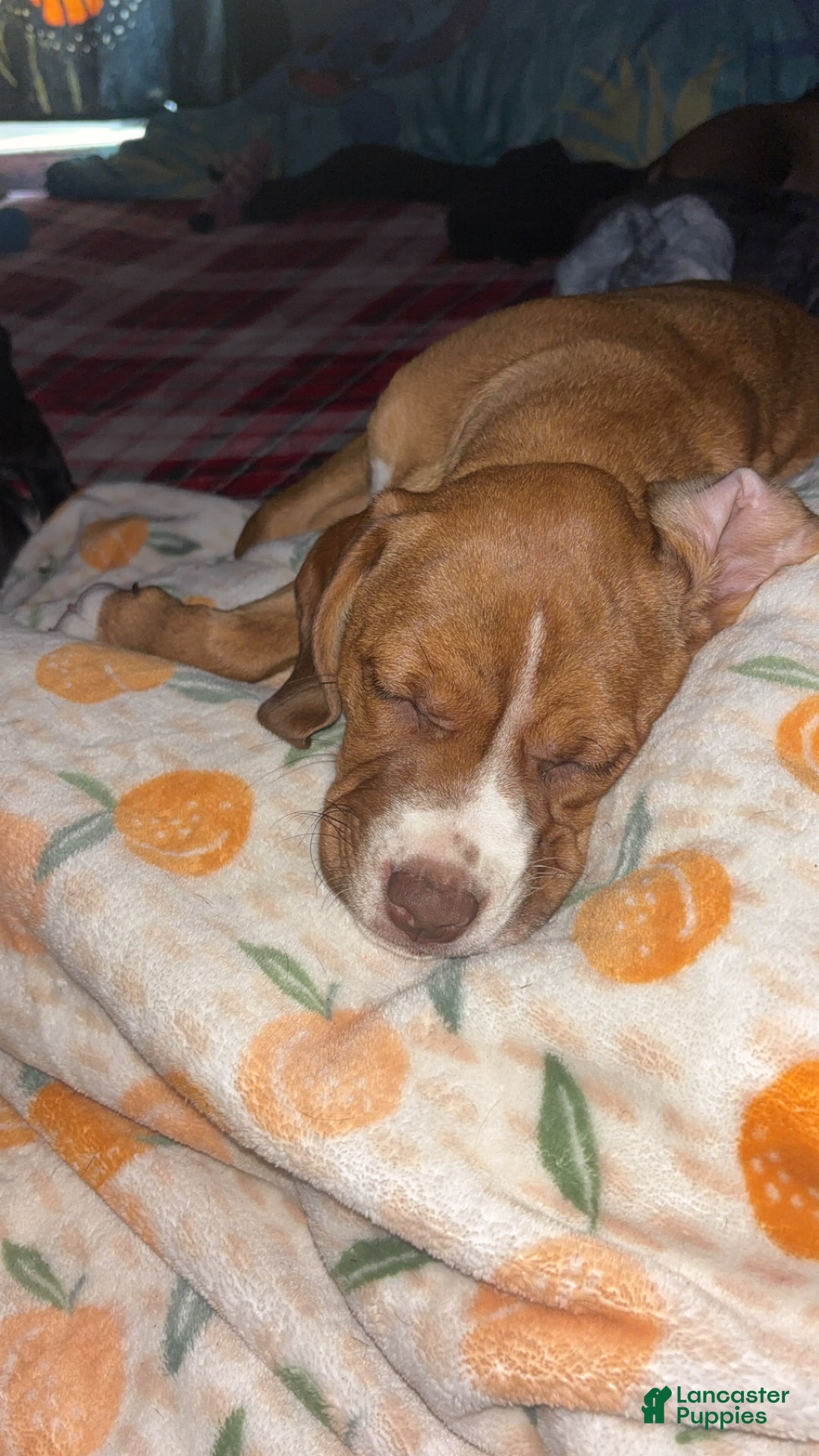 Mixed Breed dogs for sale: Little miss piglet  - Ad 1