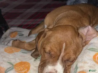 Mixed Breed dogs Little miss piglet - Ad 24