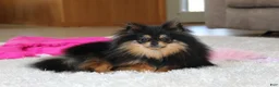 Pomeranian dogs for sale: Teacup Macy - Ad 1