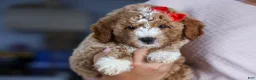 Mini Goldendoodle dogs for sale: 🐾 Meet Neo – F2B Mini Goldendoodle Puppy 🐾 - Ad 2