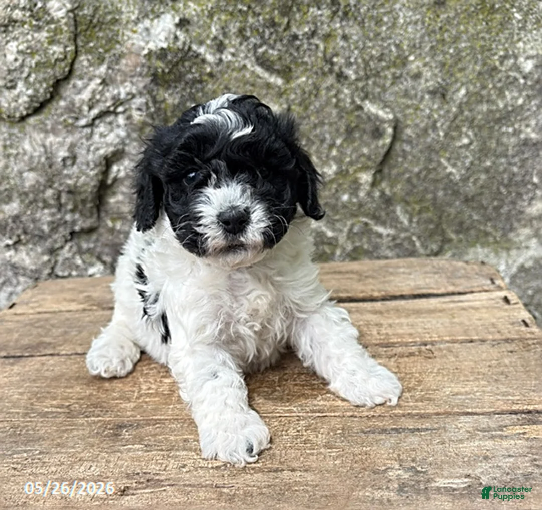 Havapoo dogs for sale: Ava  - Ad 2