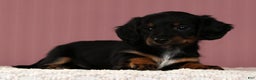 Miniature Dachshund dogs for sale: Kimberly - Ad 3