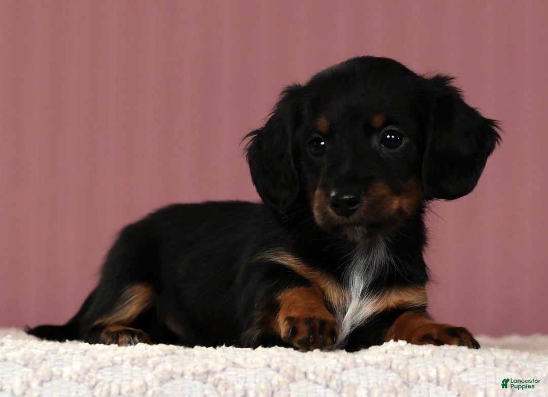 Miniature Dachshund dogs for sale: Kimberly - Ad 3