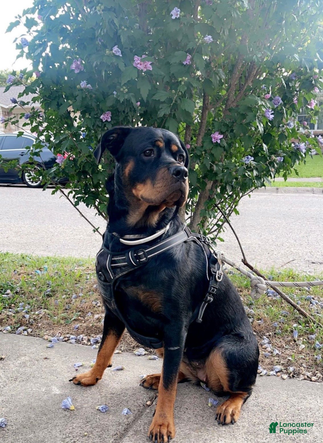 Rottweiler dogs Rottweiler 1 - Ad 11
