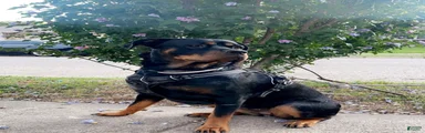 Rottweiler 1
