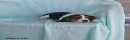 Beaglier dogs for sale: Smokey - Ad 2