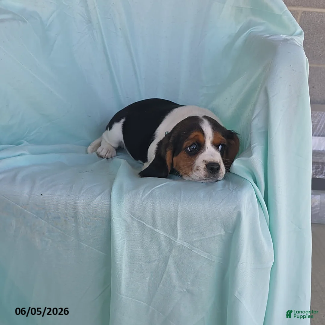 Beaglier dogs for sale: Smokey - Ad 2