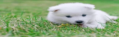 American Eskimo 3 Bucky
