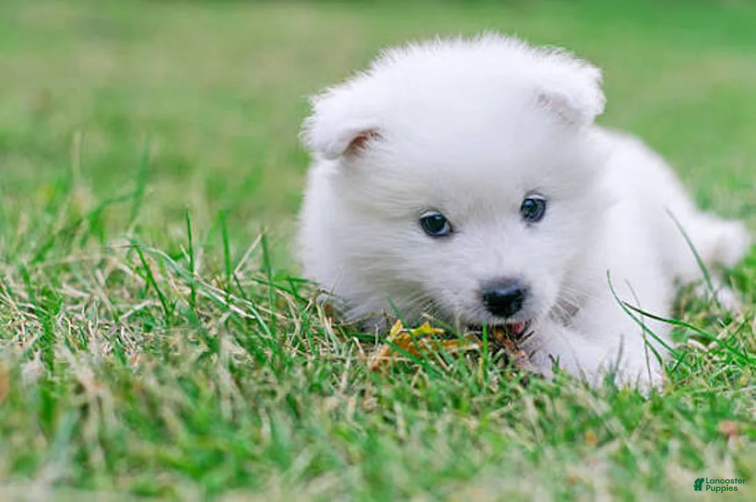 American Eskimo dogs for sale: American Eskimo 3 Bucky - Ad 1