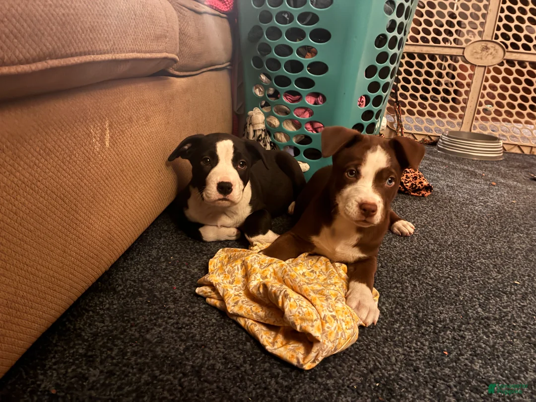 Pitsky dogs for sale: Kit Kat - Ad 3