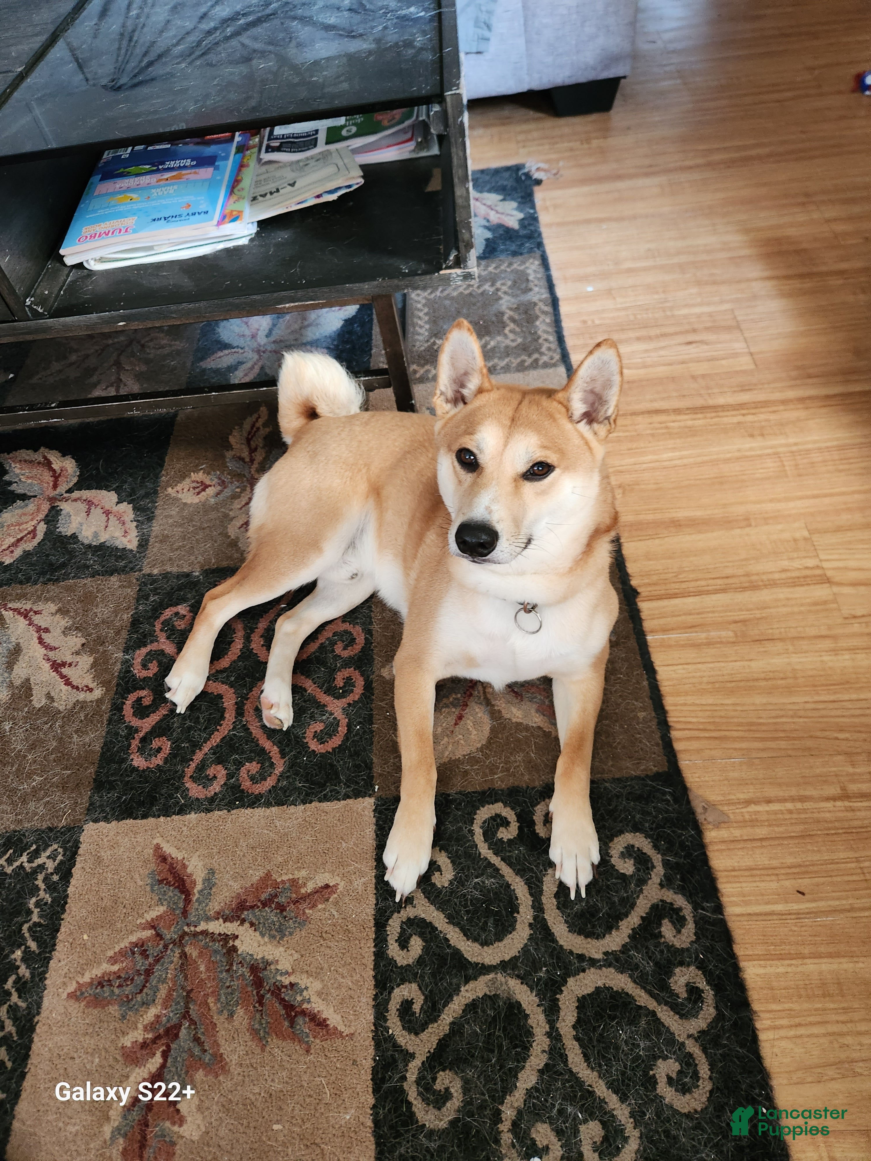 Shiba Inu dogs Akio Prince Zeke Apache Lou - Ad 41